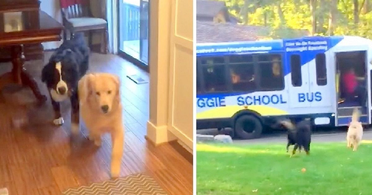 La nuova iniziativa per i cani