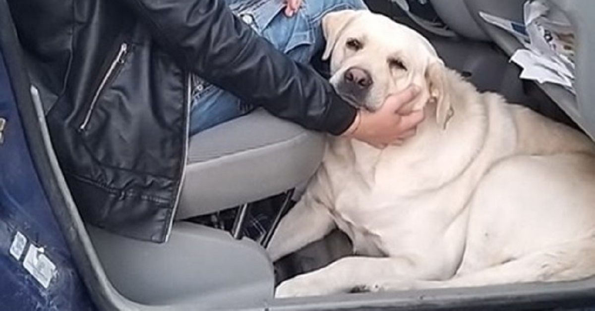 Cosenza, Marlene, la femmina di labrador abbandonata al cimitero dopo il funerale