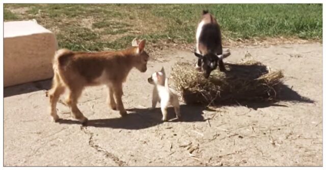 lamicizia-speciale-nata-tra-Lola-e-le-due-caprette-tutti-ne-sono-rimasti-sorpresi