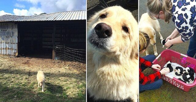 listinto-materno-di-Daisy-la-cagnolina-che-ha-perso-i-suoi-cuccioli-a-causa-di-un-incendio