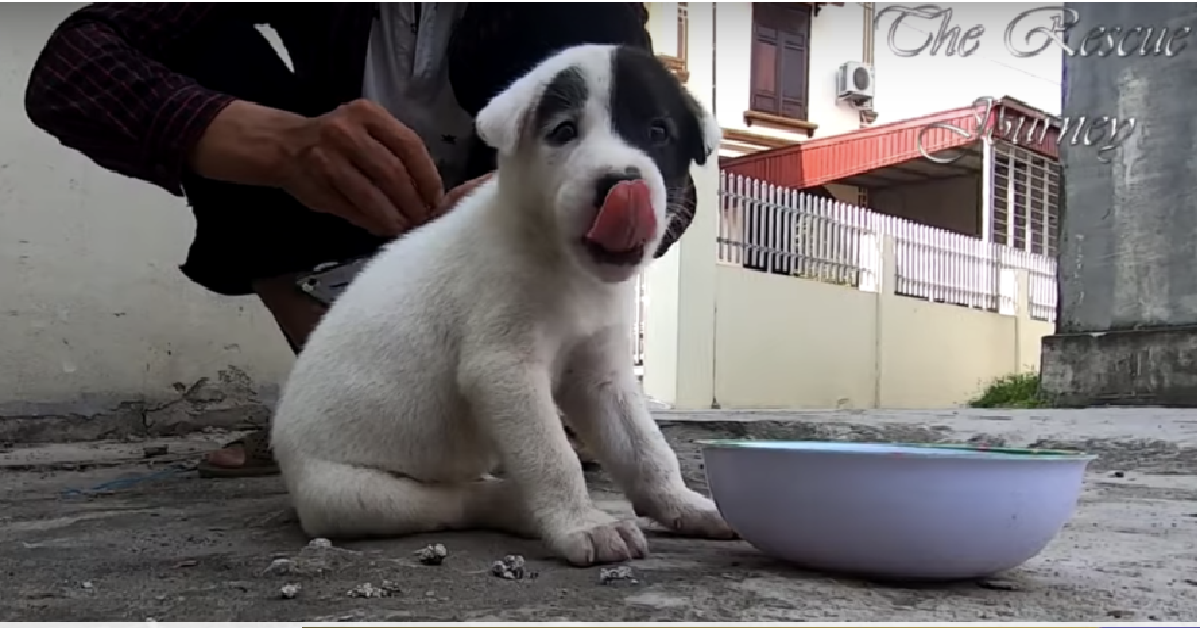 Lonely, abbandonato con un cartello al collo
