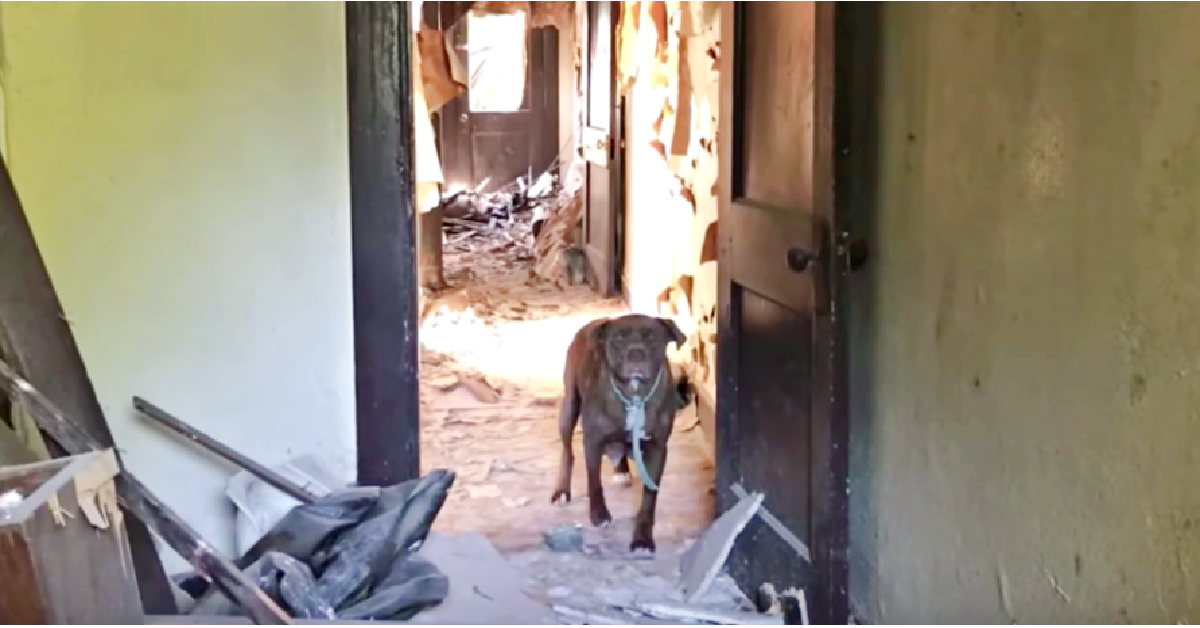 La cagnolina arrabbiata voleva aggredirci