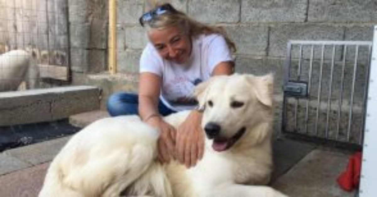 Mano, il cane salvato da Monica Pais, trovato con le zampe legate, gettato nel fiume