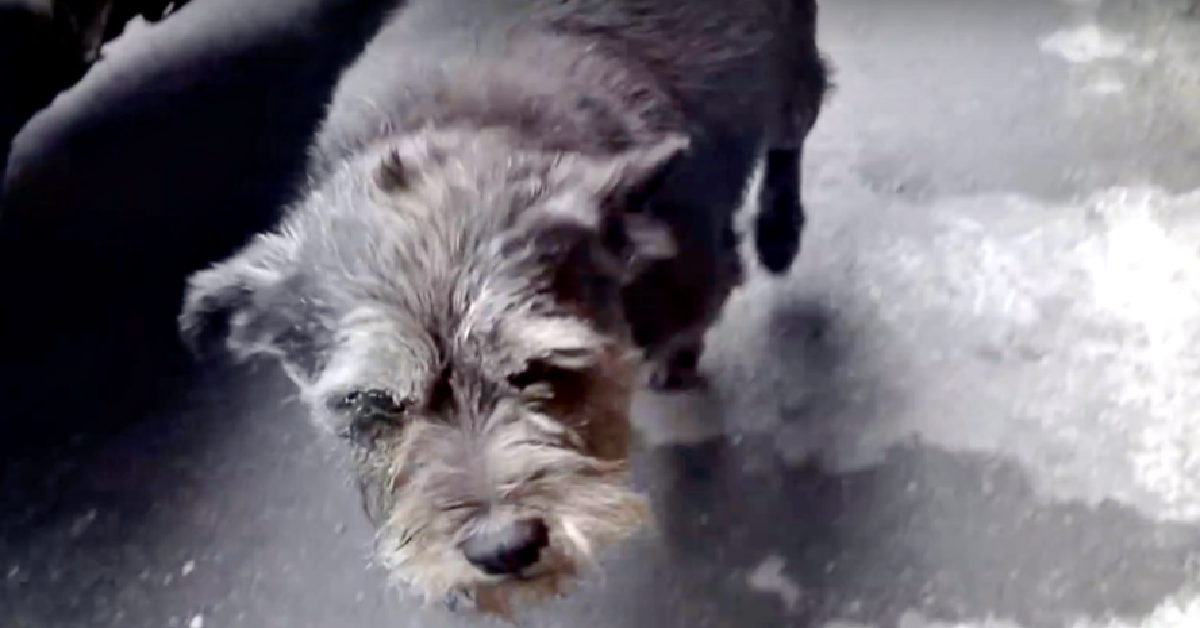 Il cane Mao non ritrova la strada di casa