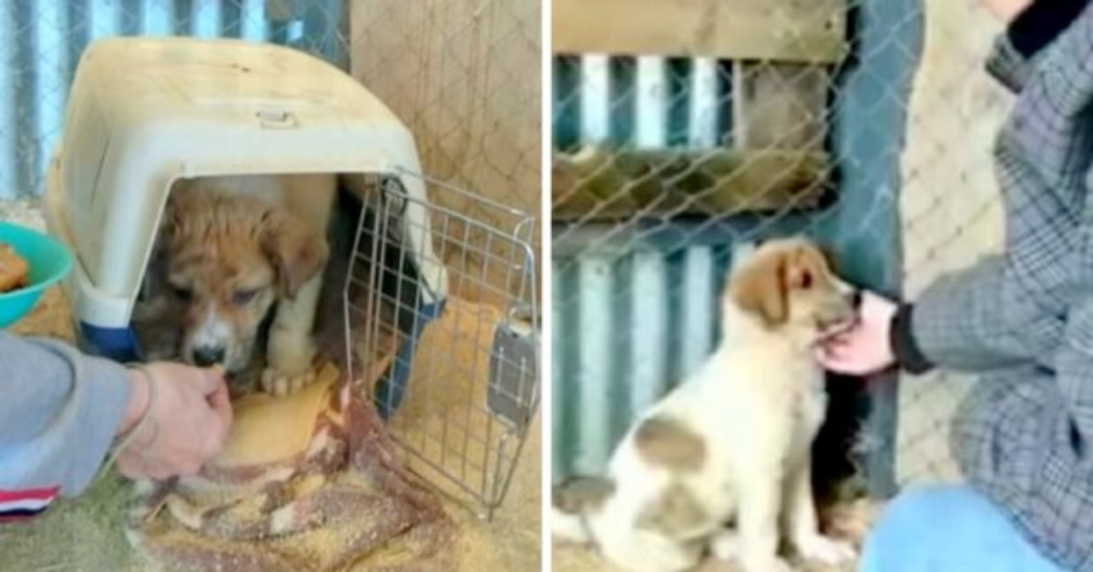 Cagnolina viene trovata a piangere accanto al corpo della sua mamma