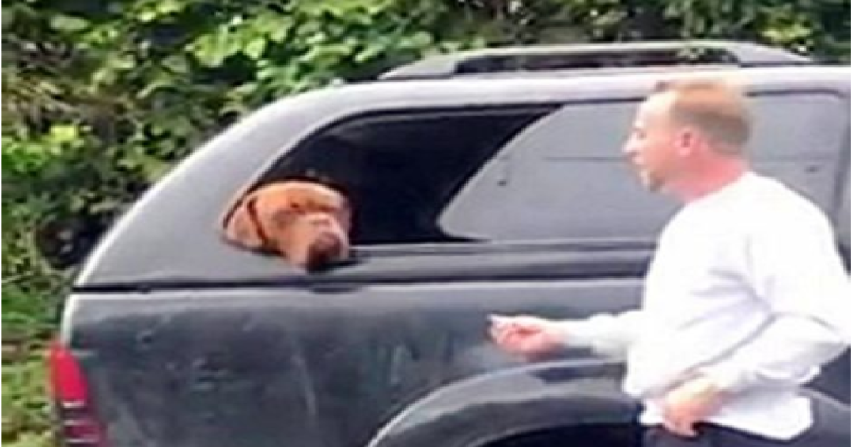 Gesto assurdo nei confronti di un mastino