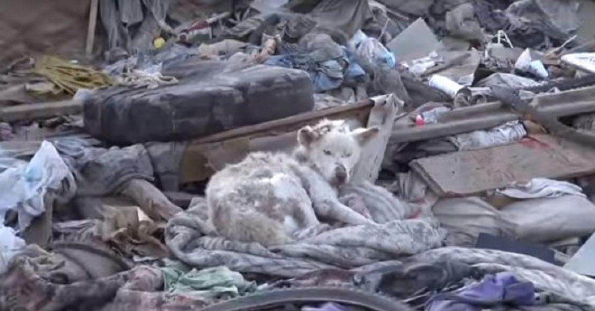 Miley, la cagnolina abbandonata su un ammasso di rifiuti