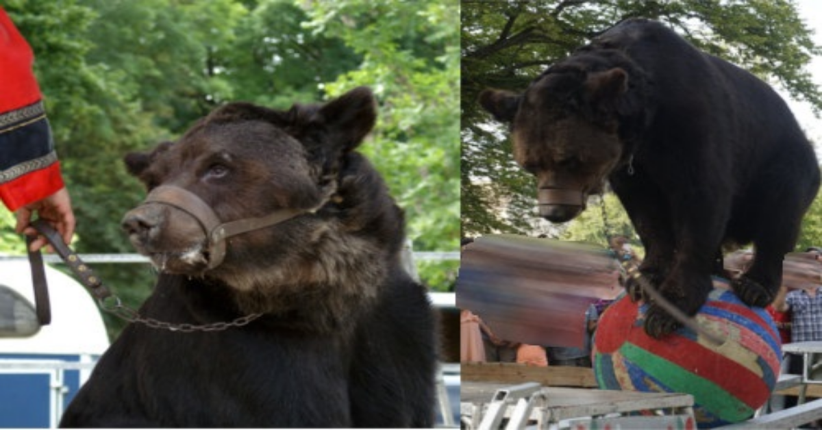 Si è spento Misha, l’orso vittima di crudeltà in Francia