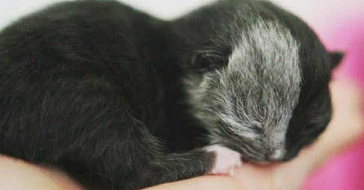 La gattina con due facce è sempre più bella