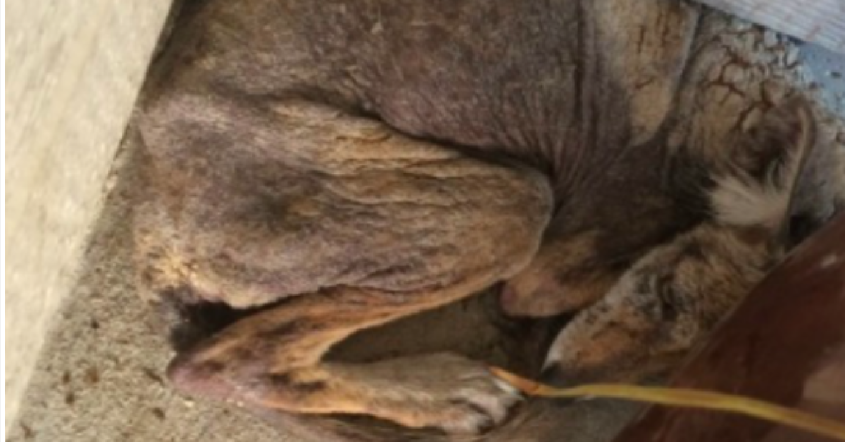 Non era un cane