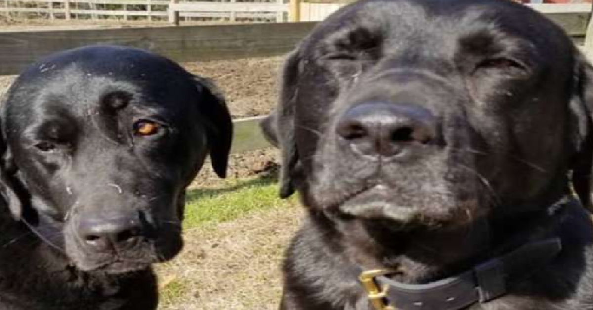 Orso e Toro