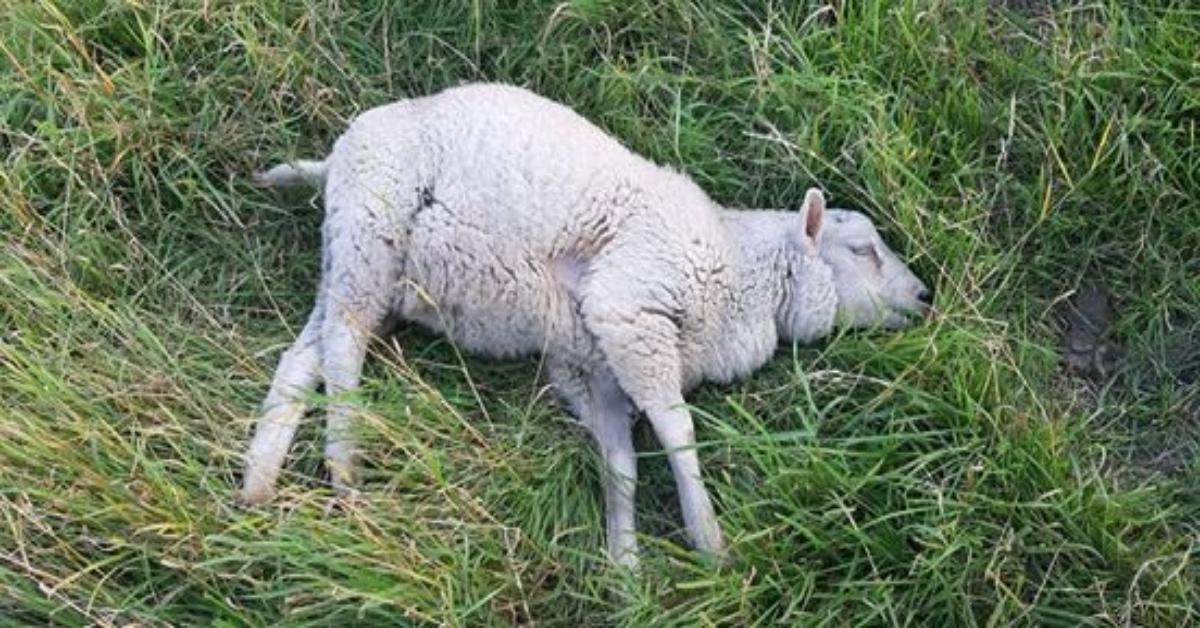Chiamato per una pecora malata, il veterinario scopre che è ubriaca