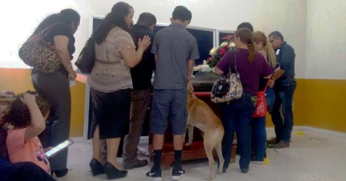 Cucciolo sconvolto cammina per 8 chilometri per salutare la proprietaria