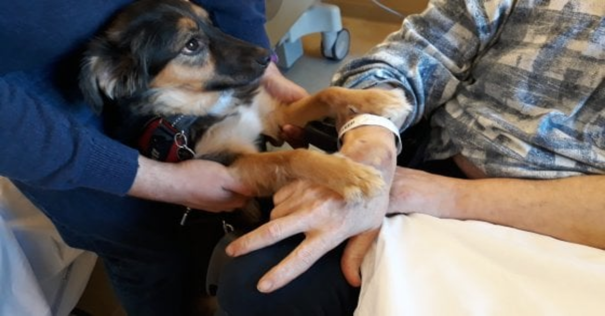 Firenze, dopo un ictus vede il suo cagnolino e riesce a parlare per la prima volta