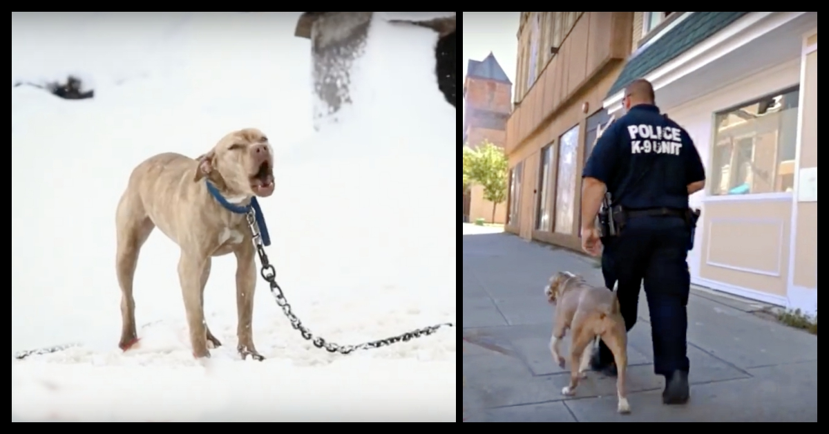 Poliziotto salva un pitbull da una vita orribile e lascia una lezione importate a tutto il mondo