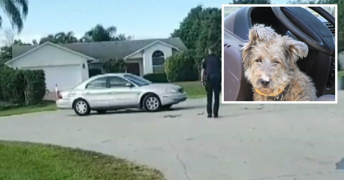 Max, il cane, rimane solo in macchina e la guida per 30 minuti