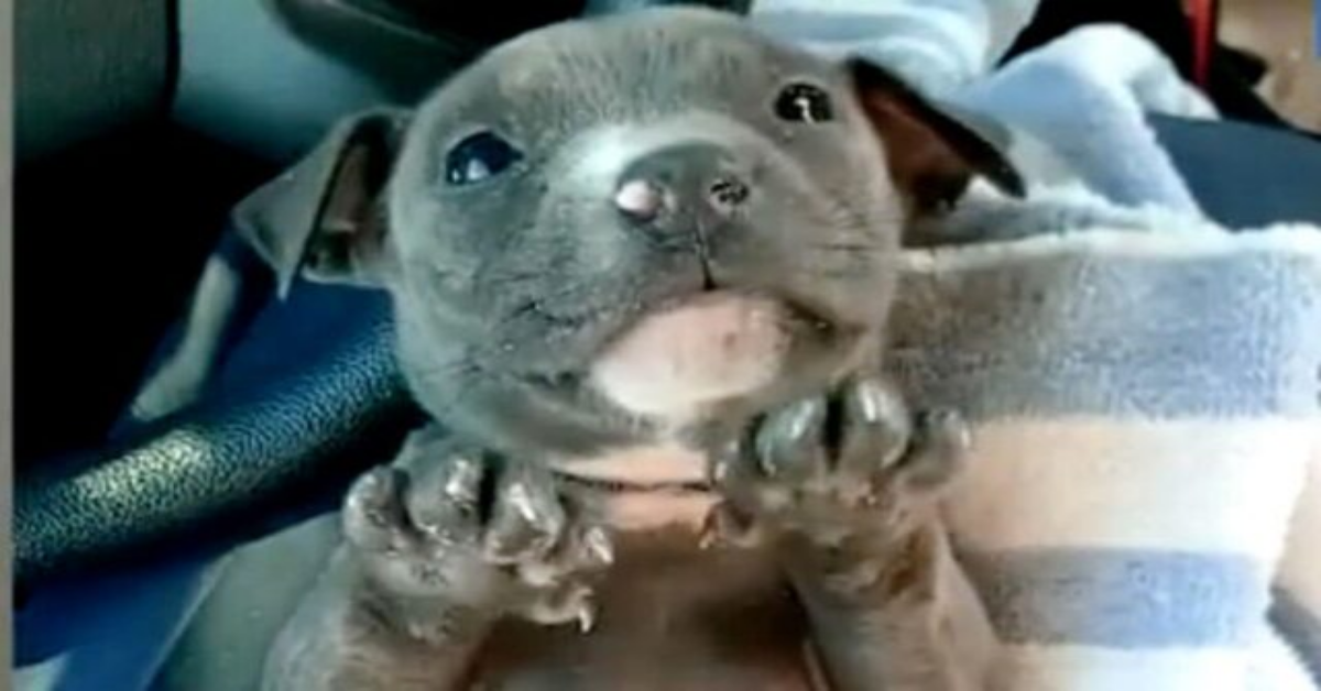 River, il cagnolino salvato dal congelamento, dagli ufficiali della polizia