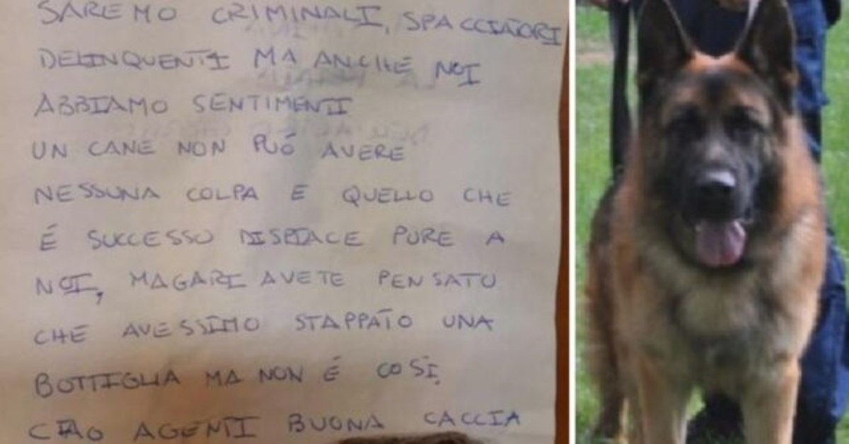 È morto Rocky, il cane antidroga di Thiene
