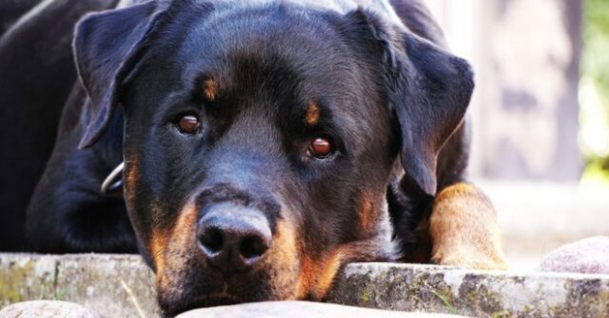 Cane ha perso la vita per colpa della negligenza dei suoi proprietari
