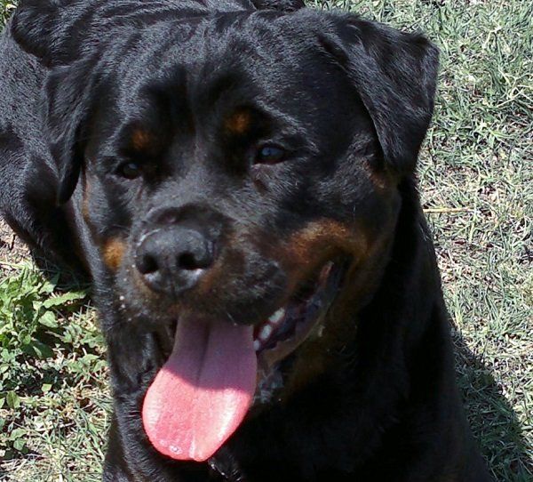 rottweiler