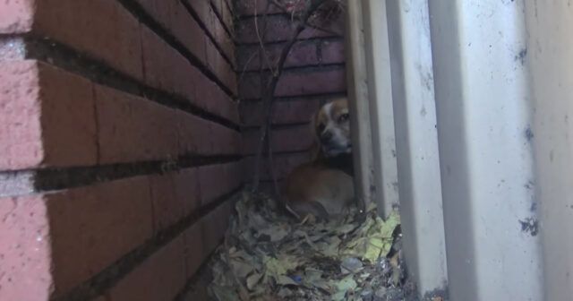 Rufus-il-cane-abbandonato-vicino-la-scuola