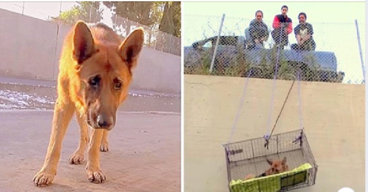 Biggi il cane scaricato nel fiume