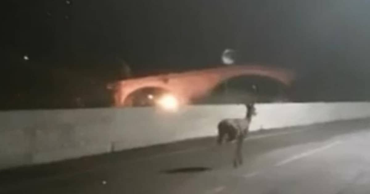 Sondrio, insegue tre cervi in motorino. Gli animali per la troppa paura si gettano dal ponte