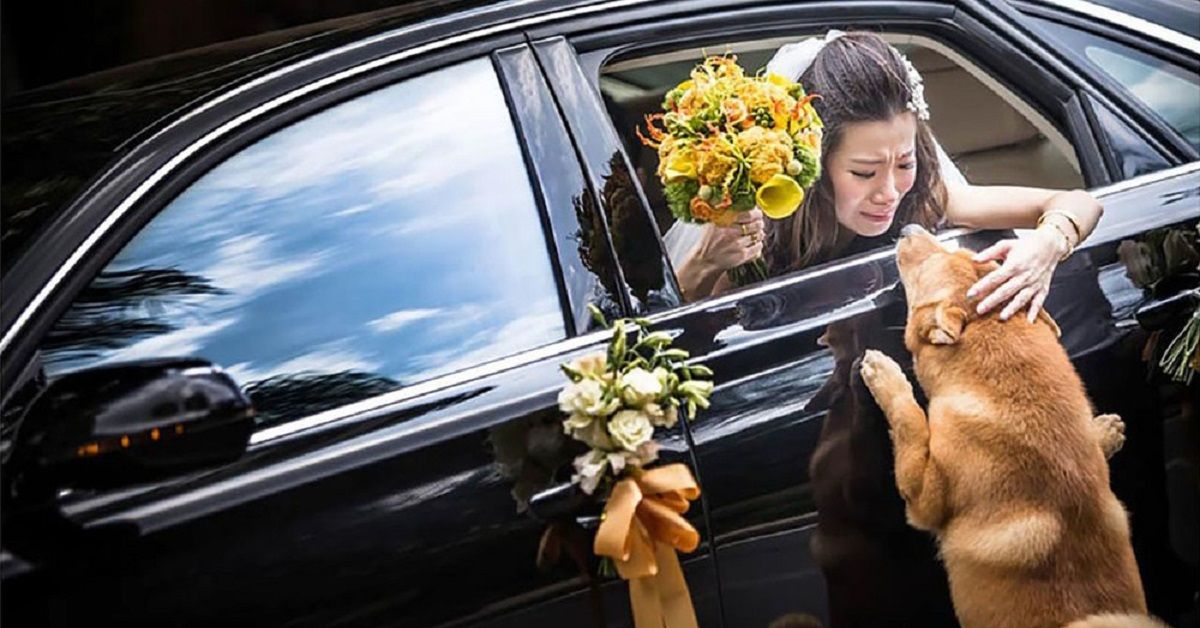 Gougou, il cane di famiglia partecipa al matrimonio e commuove tutti
