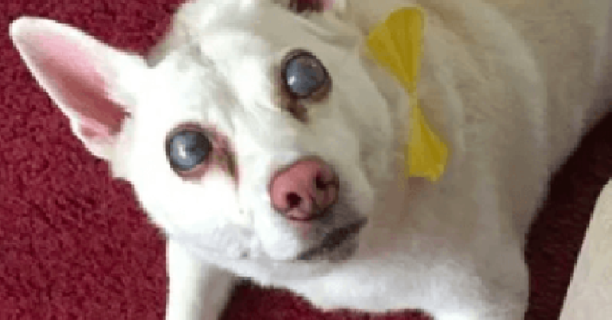 Gli occhi di Suzy