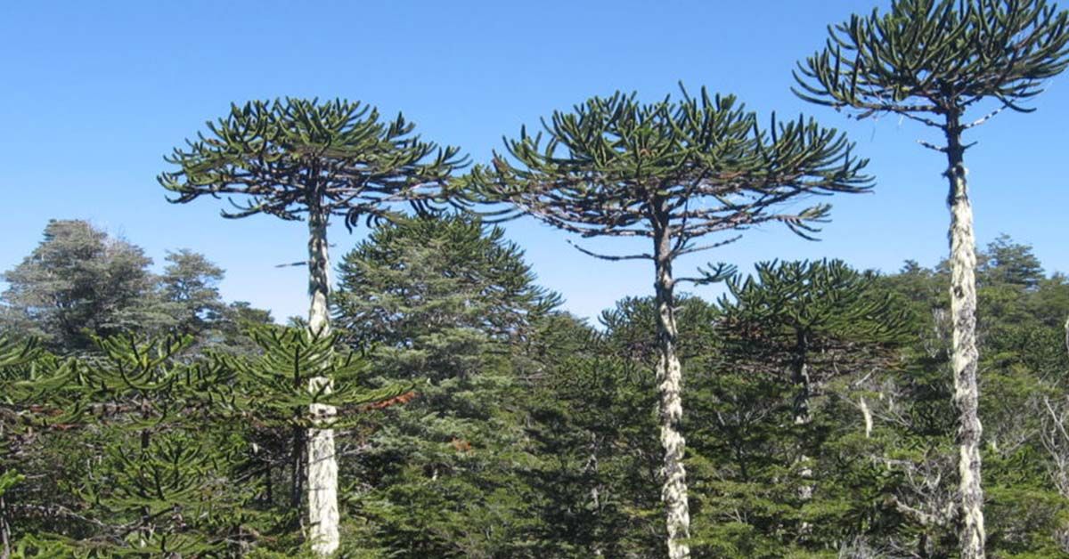 In Cile esiste un albero bellissimo: l’Araucaria araucana