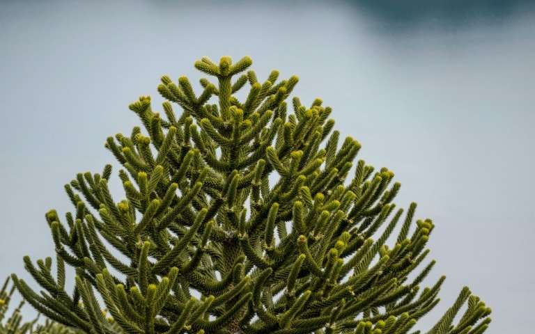 In Cile esiste un albero bellissimo: l’Araucaria araucana