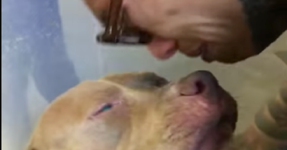 L’amore per Titano