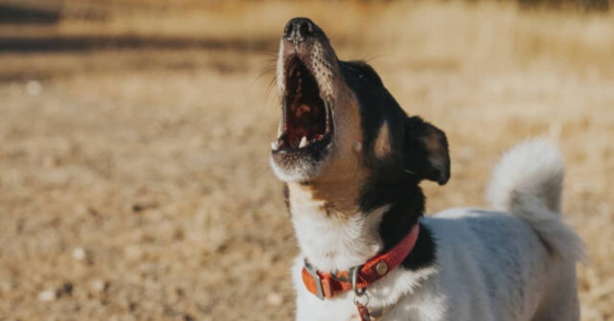 Macerata, cane abbaia tutta la notte. Proprietario denunciato e condannato