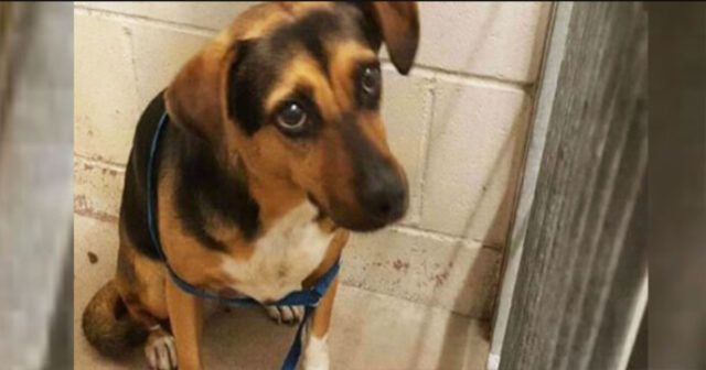 Toots-la-cagnolina-abbandonata-per-un-altro-cucciolo