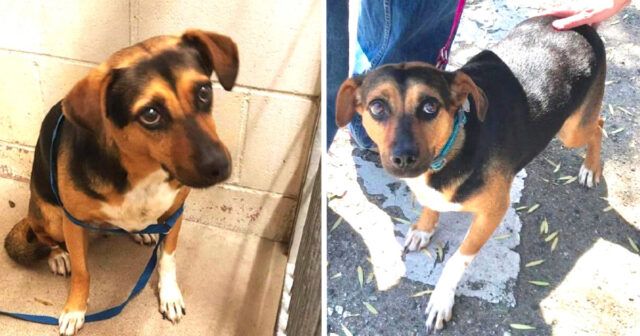 Toots-la-cagnolina-abbandonata-per-un-altro-cucciolo 1