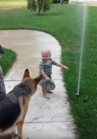 il-cane-che-ha-paura-del-getto-d'acqua