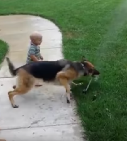 il-cane-che-ha-paura-del-getto-d'acqua 1