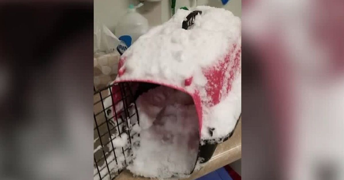 Gatto sopravvive miracolosamente dopo essere stato abbandonato fuori dal rifugio sotto la neve di notte