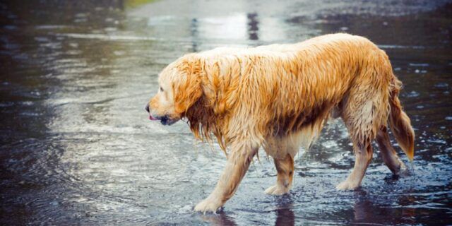 Grizzly-il-cane-abbandonato-perché-anziano 1