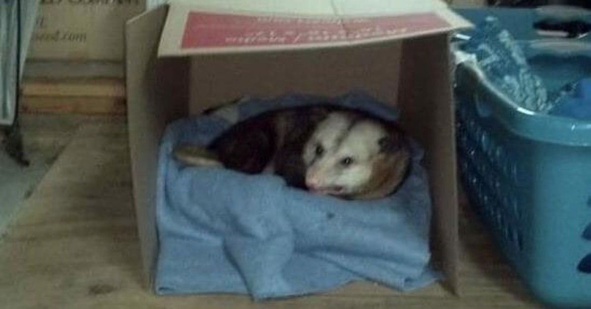 L’opossum e la donna con un grande cuore