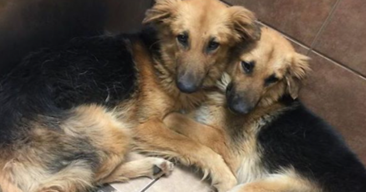 I due pastori tedeschi inseparabili: la foto che ha cambiato le loro vite