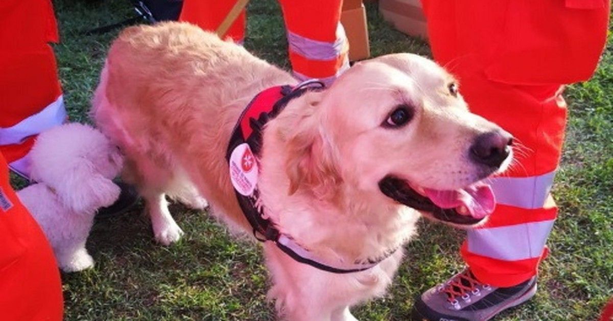Frida, il cane di servizio del soccorso di Malta, è stato avvelenato