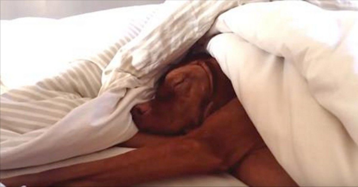 La reazione del cane che mentre dorme sente il suono della sveglia