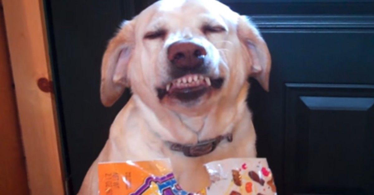 Cosa succede quando chiedi al cane se ha mangiato la pappa del gatto?