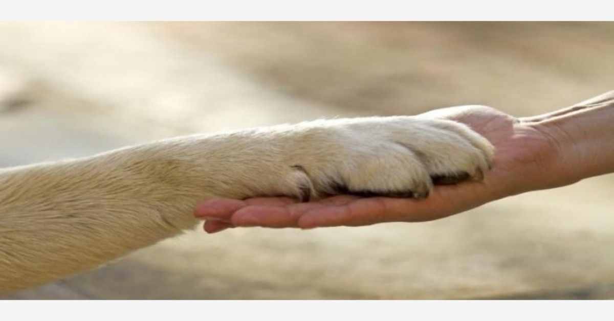 La storia di Christmas, il cane abbandonato nel bosco prima di Natale
