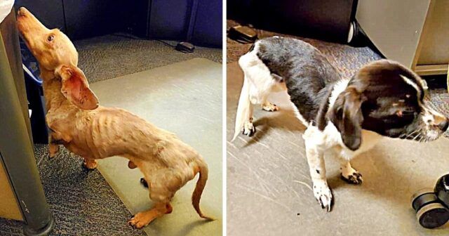 i-due-cani-abbandonati-al-parcheggio-di-Walmart 1