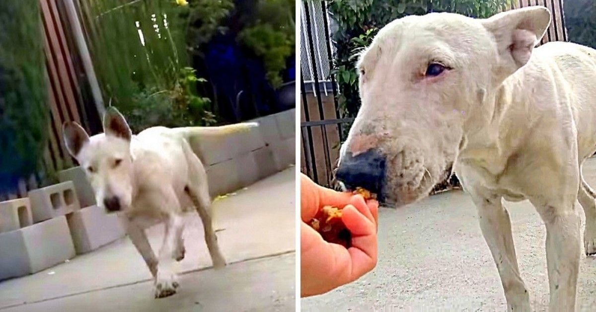 Il salvataggio di Brie