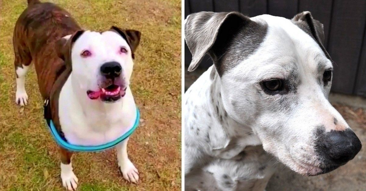La difficile adozione di Baby, il cane che nessuno voleva