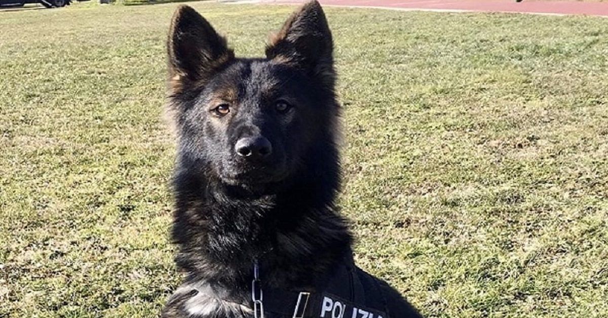 Il cane Aiko si spegne per un malore nel giorno di Natale
