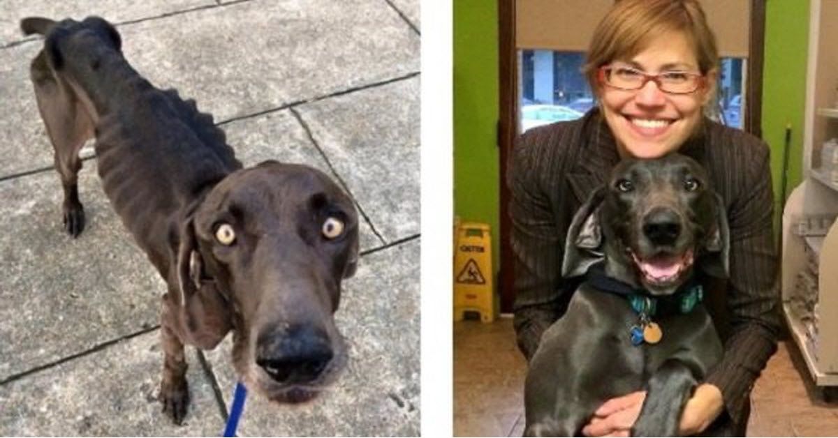 Alex il cane costretto a vivere da randagio per molto tempo